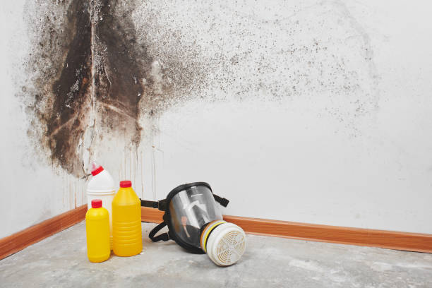 Best Basement Mold Remediation in Lake Mary, FL